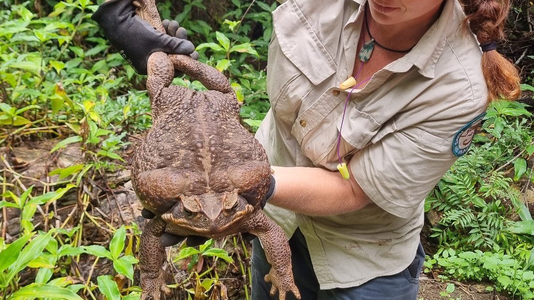 Giant 'Toadzilla' discovered in Australia could set world record