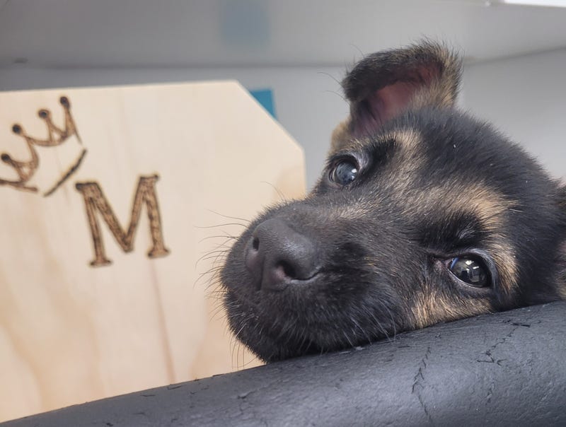 The goal is to get Maverick healthy enough that he can be adopted out to a loving family