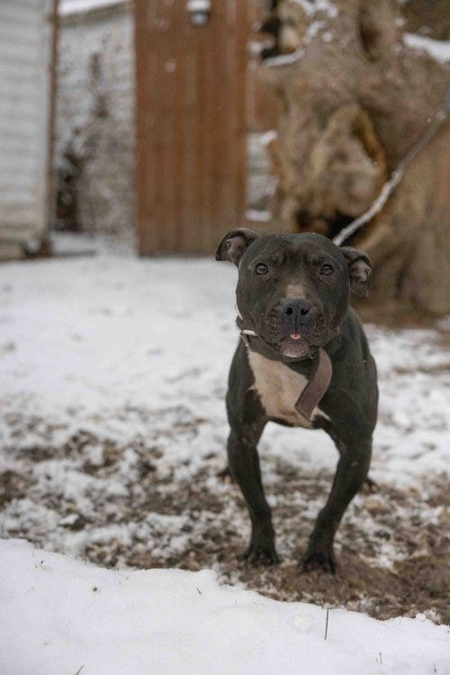 Over 100 animals were seized by authorities from numerous properties in Detroit suspected of running dogfighting operations, organizers for a local nonprofit said on Monday.