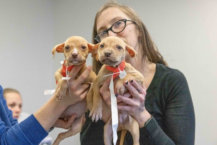 Over 100 animals were seized by authorities from numerous properties in Detroit suspected of running dogfighting operations, organizers for a local nonprofit said on Monday.