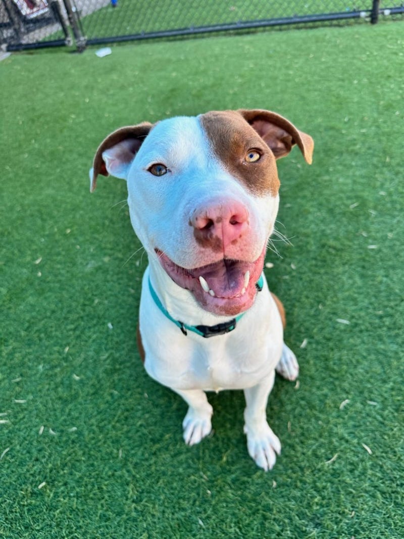 Alvin #A1148205
