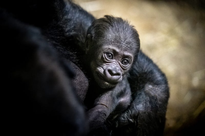 Baby Gorilla at Pittsburgh Zoo
