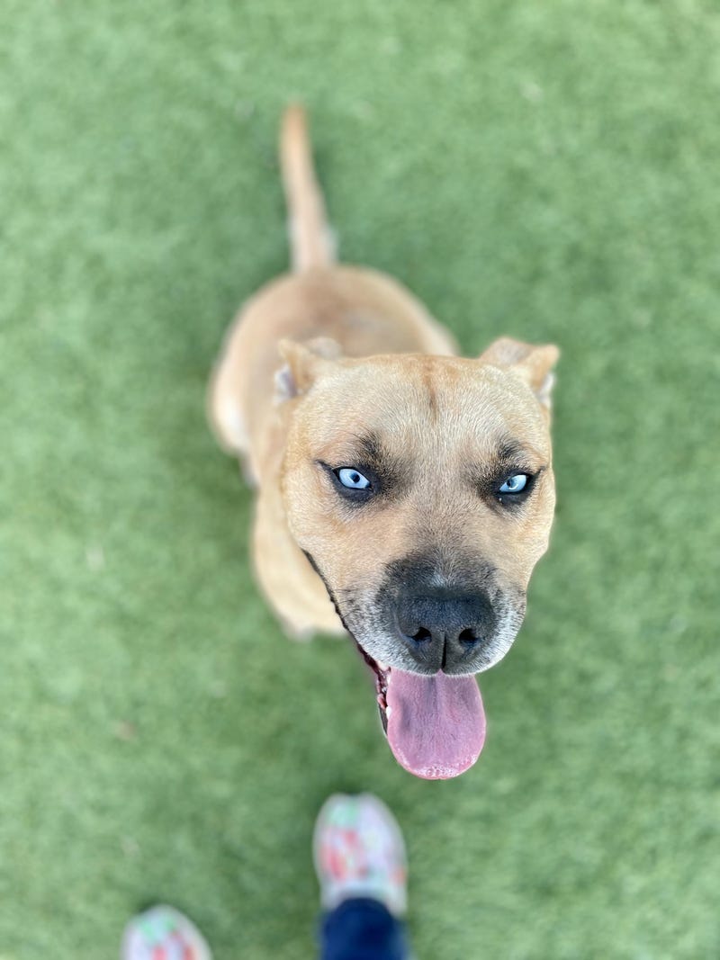 Lola #A1172493
