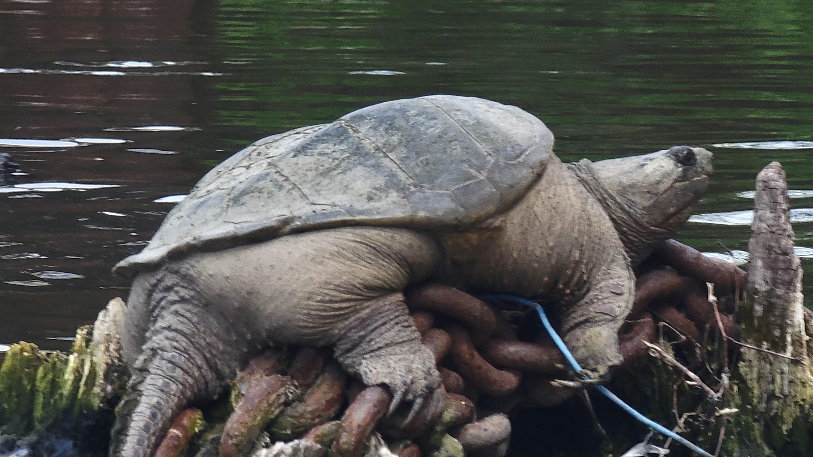 Where did the ‘Chonkosaurus’ turtle come from? Local wildlife experts differ