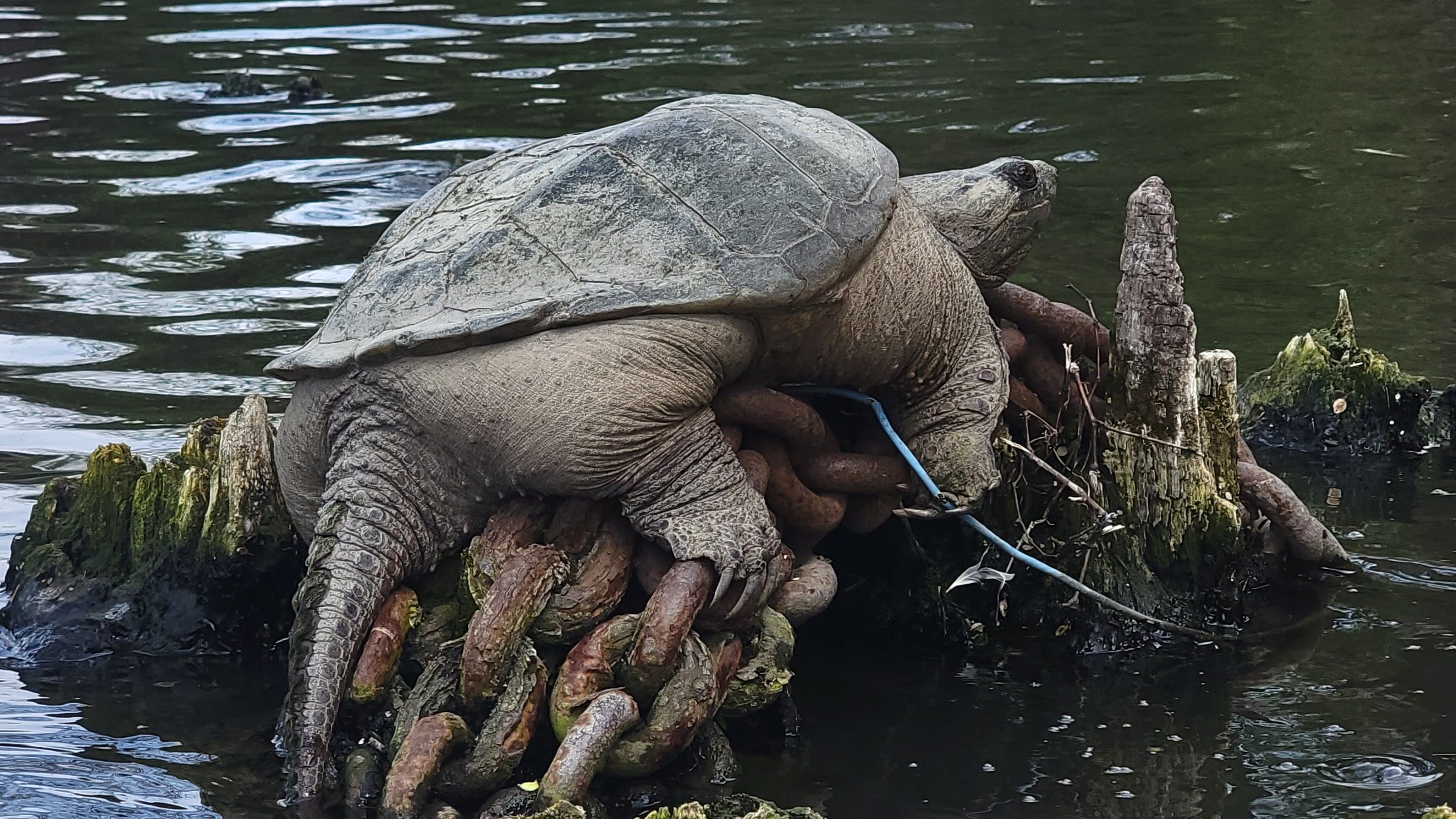 World Turtle Day founder hopes Chonkosaurus can inspire a love of tortoises
