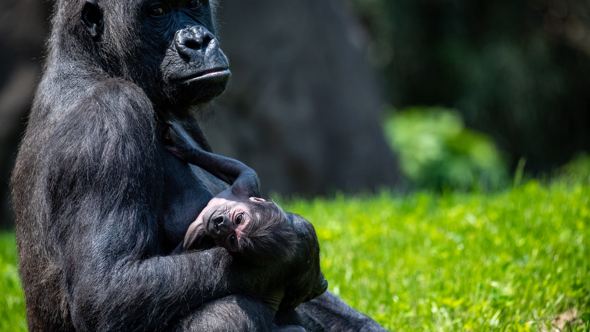 Zoo welcomes second baby gorilla this year