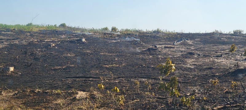 Burnt down trees