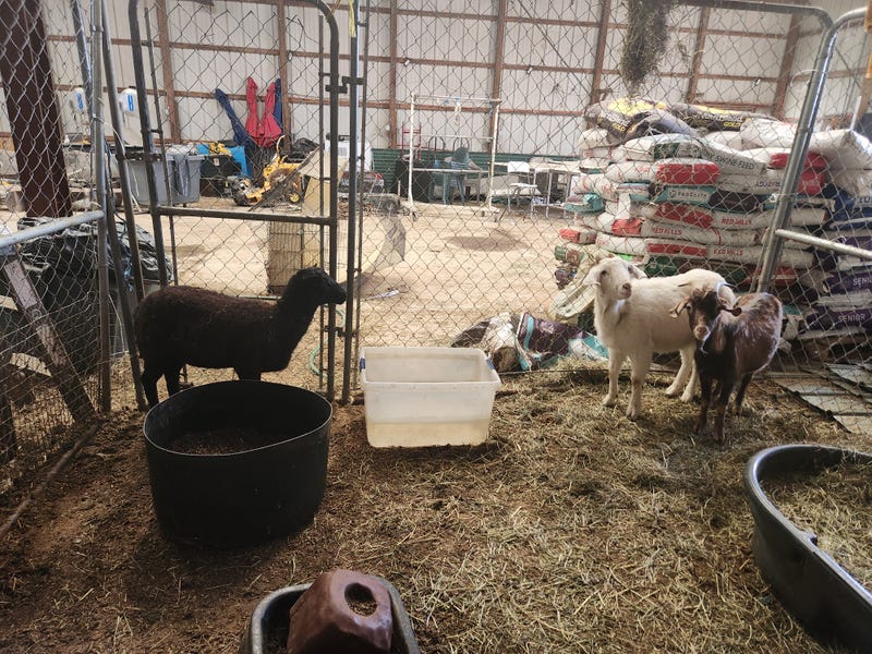 Animals rescued from the property of Carlos Lauro, 76, who pleaded guilty to fatally shooting a German Shepherd and was sentenced to a year in prison along with a 20-year ban on animal ownership.