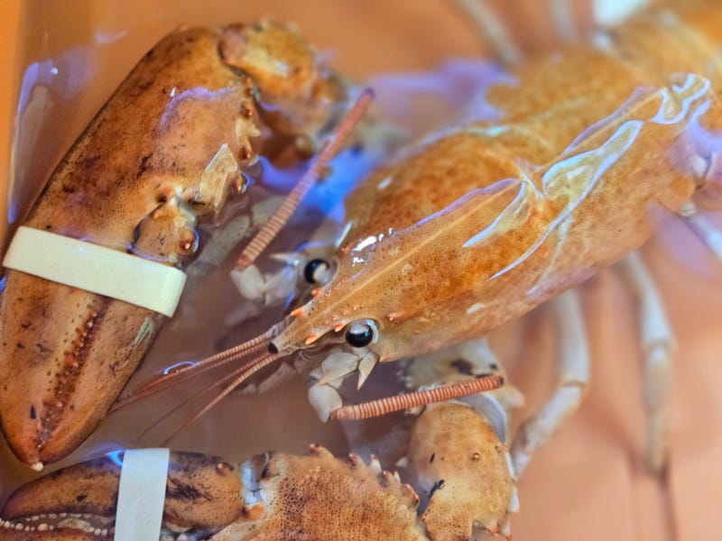 Clementine the orange lobster was rescued by Humane Long Island and returned to the ocean earlier this summer.