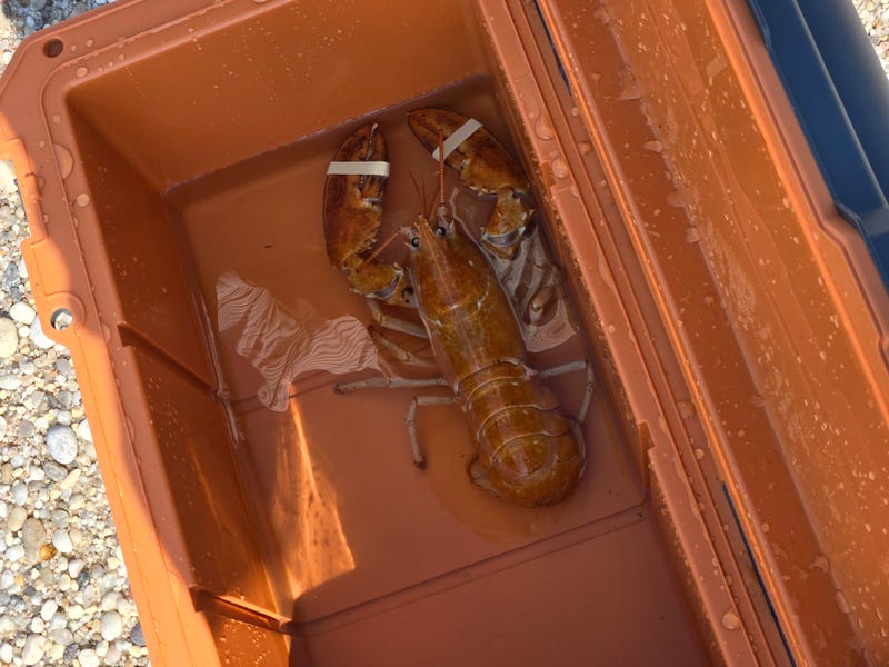 Clementine the orange lobster was rescued by Humane Long Island and returned to the ocean earlier this summer.