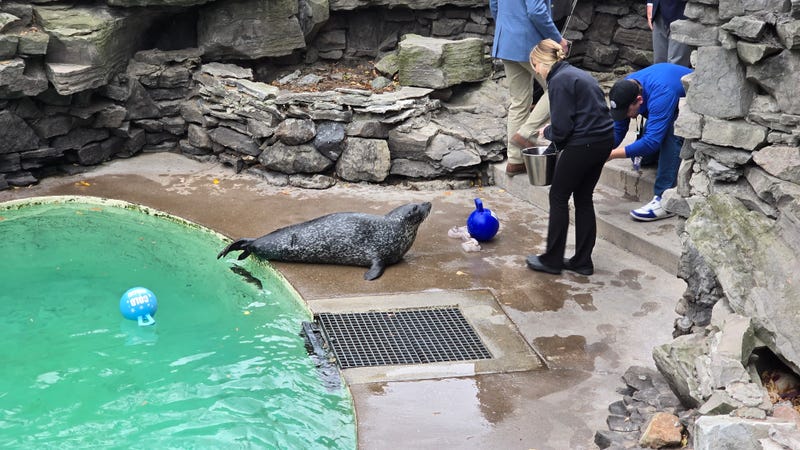 Stryker the Harbor Seal