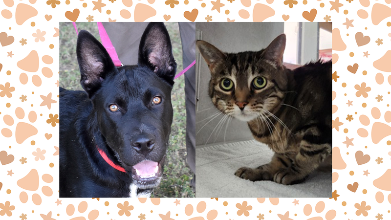 Pringles (dog) and Foxxy Cleopatra (cat)