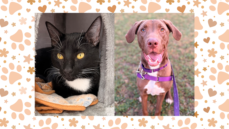 Wet Nose Wednesday: Gunther the cat and Molly the dog