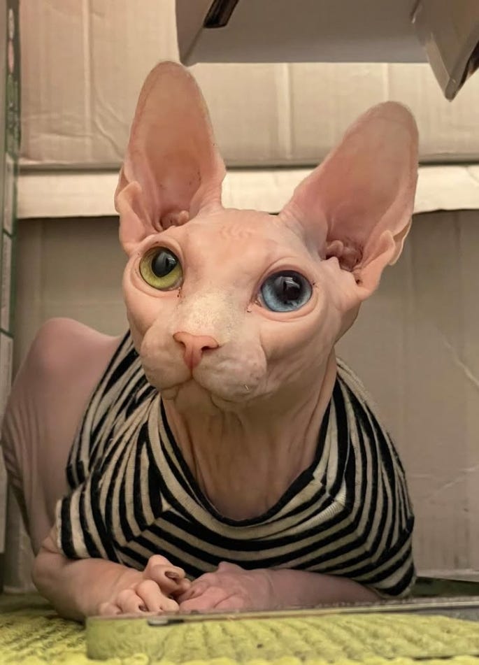 Ronnette Riley's beloved hairless Sphinx cat Eilee was in the Maserati when the vehicle was stolen on the West Side Highway on Sunday