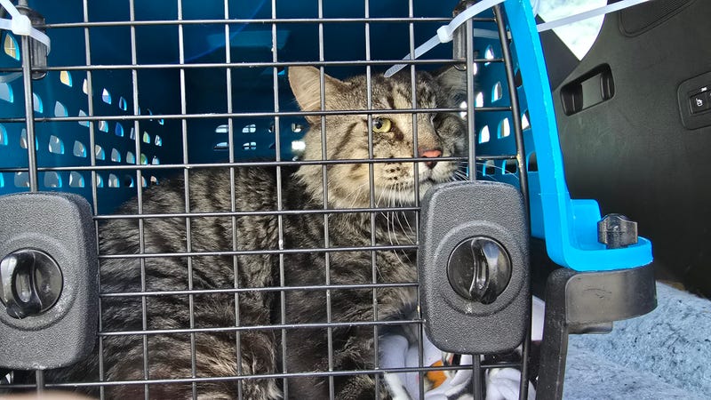 Cat