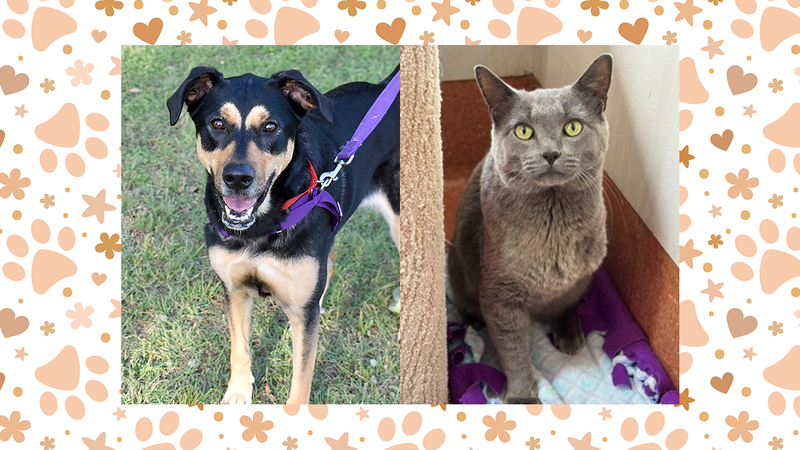 Austin Humane Society