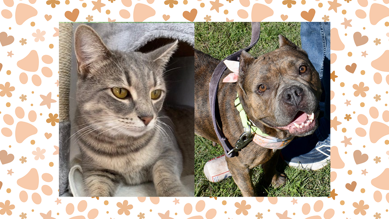 Landie the cat and Anastasia the dog