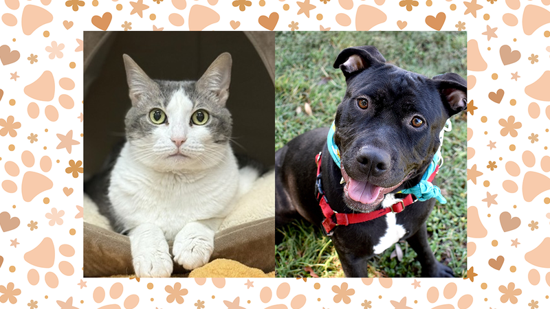 Austin Humane Society
