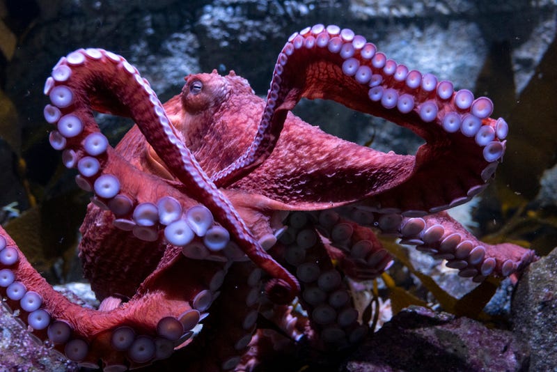 Ghost the giant Pacific octopus