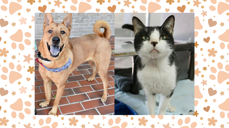 Austin Humane Society