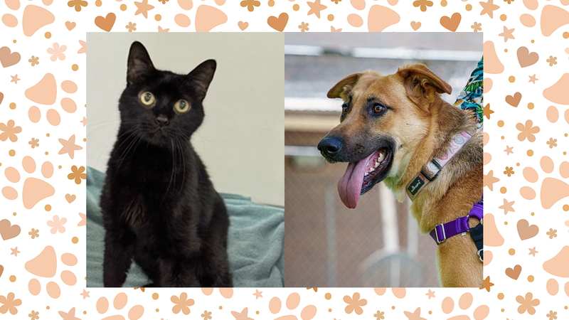 Austin Humane Society