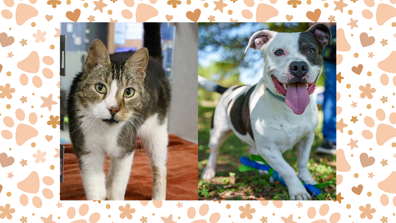 Austin Humane Society