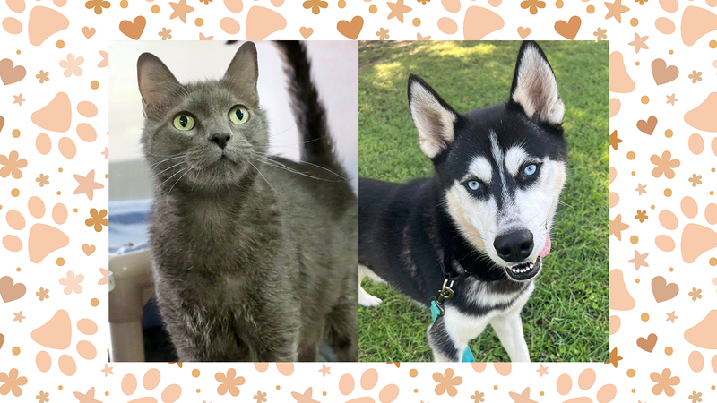 Austin Humane Society Wet Nose Wednesday: Milo (cat) and Richard (dog)