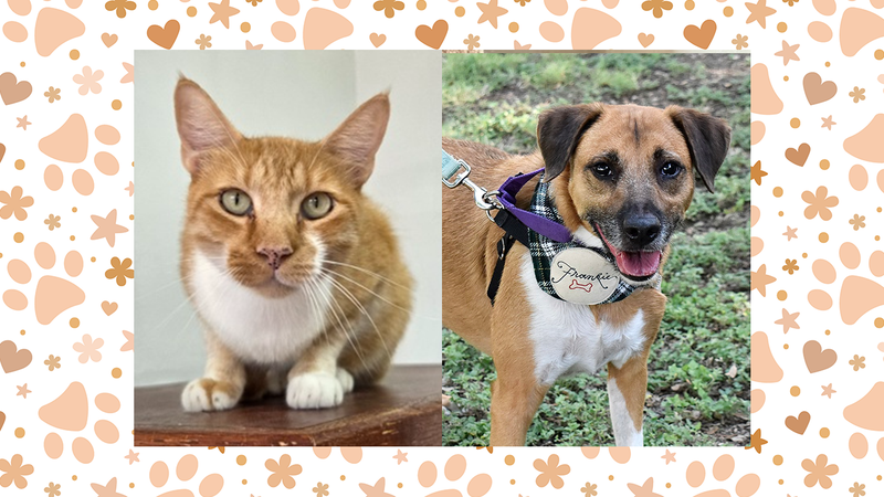 Paulie (cat) and Frankie (dog)