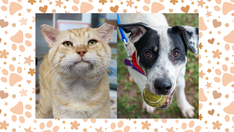 Meatball (cat) and Henry (dog)