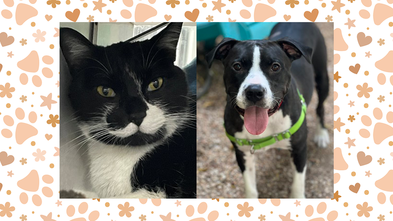 Frizzle (cat) and Oreo (dog)