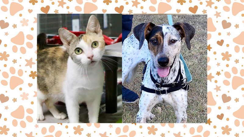 Jade (cat) and Rosalind (dog)