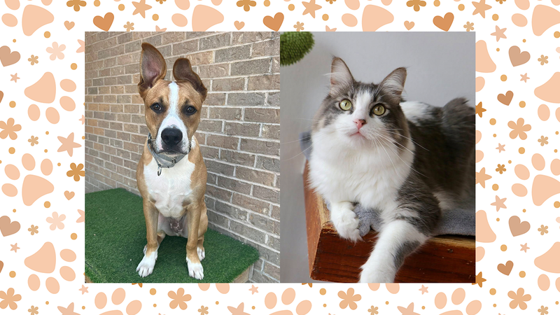 Wet Nose Wednesday: Stewie (dog) and Reginald (cat)