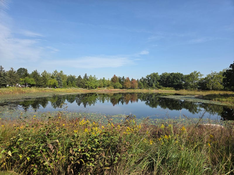 The Morton Arboretum's Meadow Lake