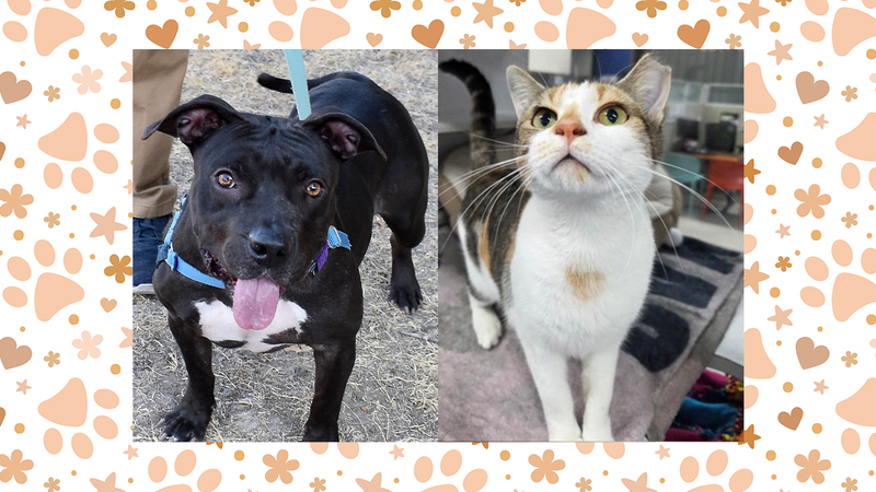 Wet Nose Wednesday: Gloria (dog) and Cricket (cat)