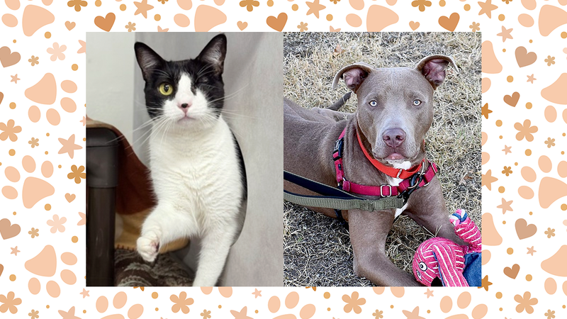 Wet Nose Wednesday: Abby Lee (cat) and Tin Man (dog)
