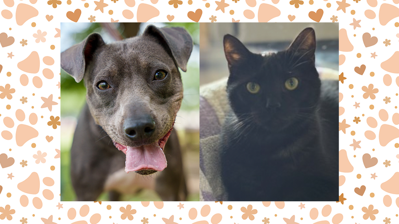 Sara (dog) and London (cat)
