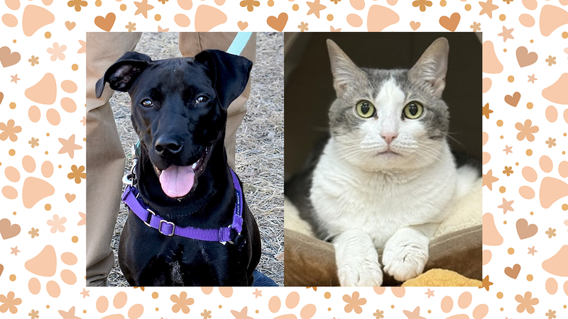 Louisa the dog and Cheeto the cat