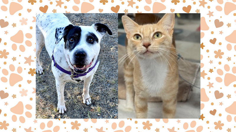 Sugar Plum the dog and Ginger Spice the cat