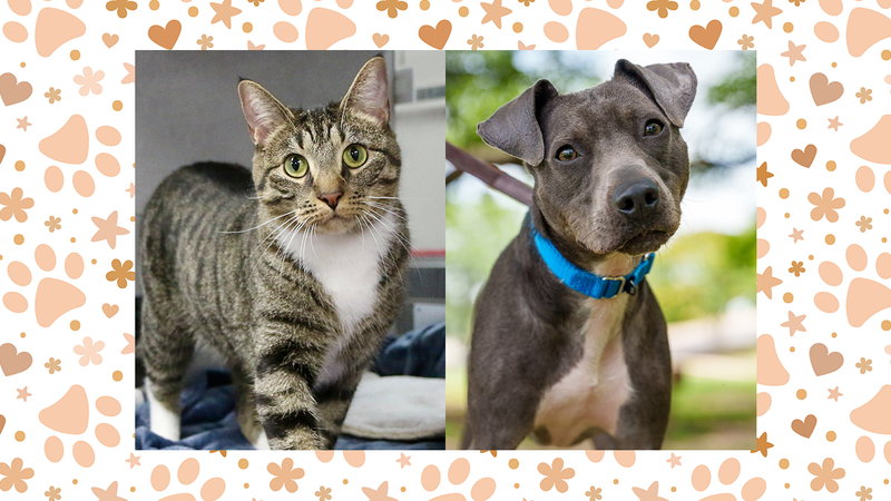 Frigg (cat) and Sara (dog)