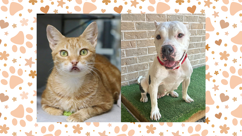 Olive the cat and Diamond the dog