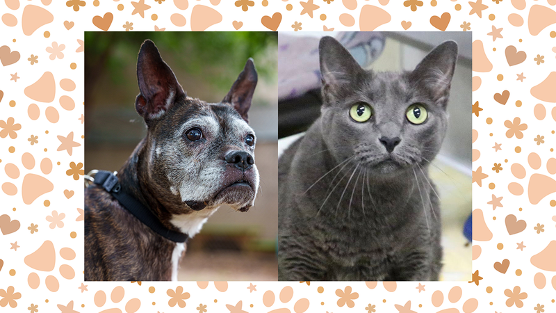 Koko the dog and Neeko the cat