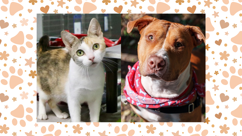 Wet Nose Wednesday: Jade the cat and Butters the dog