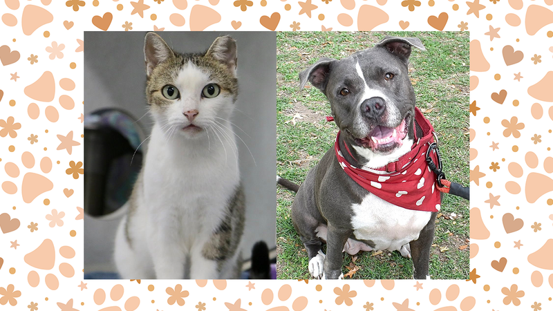 Coraline the cat and Delila the dog