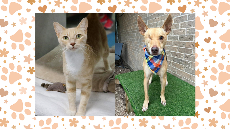 Wet Nose Wednesday: Ginger Spice (cat) and Zuko (dog)