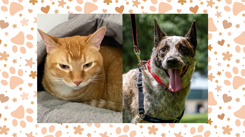 Pickles the cat and Harley the dog