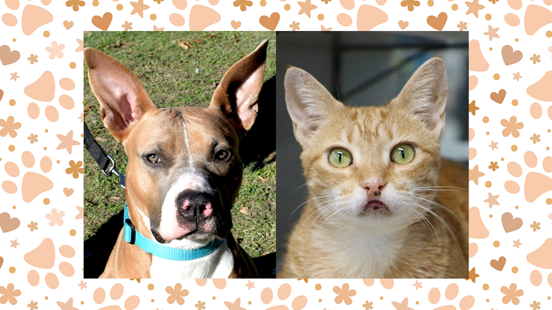 Kitty the dog and Olive the cat