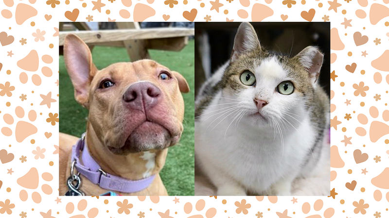Wet Nose Wednesday: Ava the dog and Coral the cat