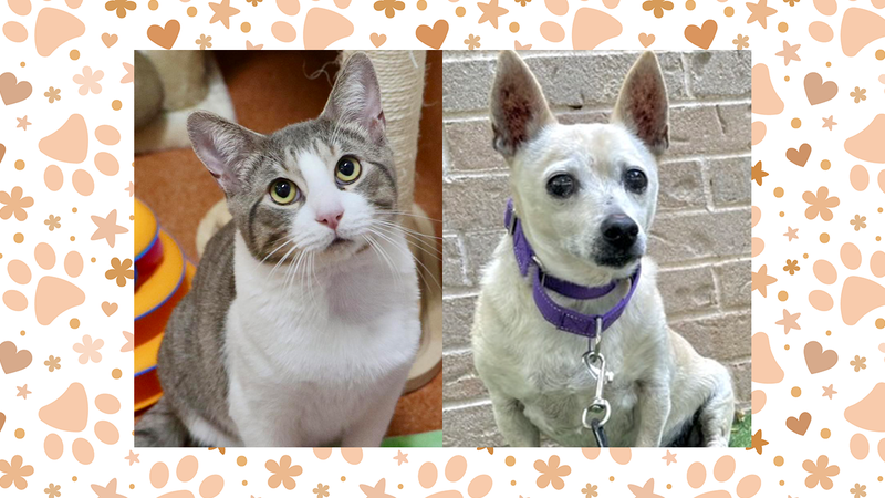 Wet Nose Wednesday: Moss and Guinness 