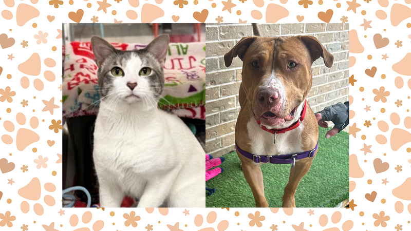 Wet Nose Wednesday: Romeo and Butters