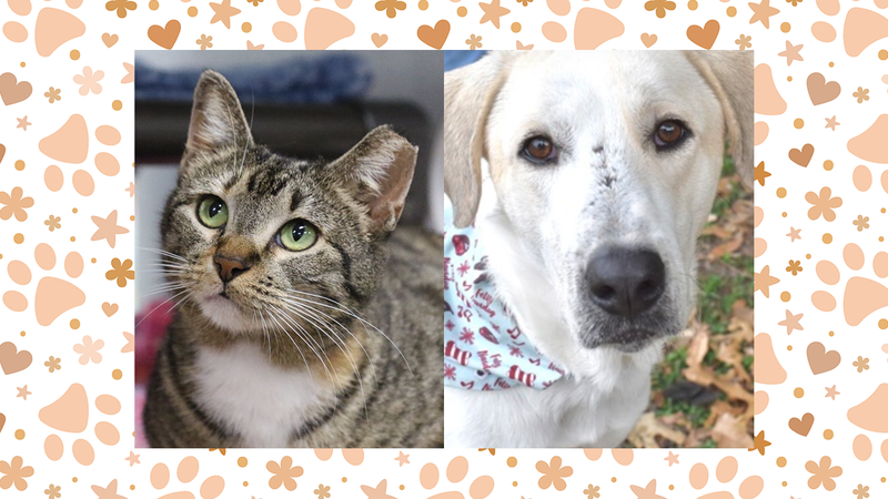 Sandra the cat and Spud the dog